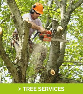 Tree Cutting & Removal at Discounted Rates - New York Other