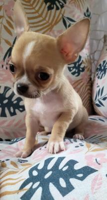 Mini chihuahuas - Vienna Dogs, Puppies