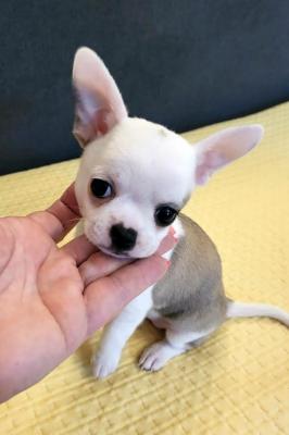 Mini chihuahuas - Vienna Dogs, Puppies