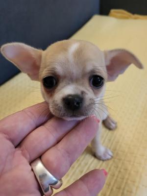 Mini chihuahuas - Vienna Dogs, Puppies