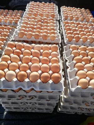 Buy broiler Cobb 500 Fertilized Hatching Chicken Eggs in Taiwan - Taipei Other