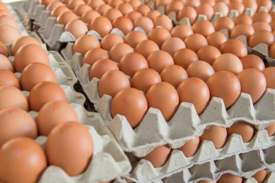 Buy broiler Cobb 500 Fertilized Hatching Chicken Eggs in Taiwan - Taipei Other