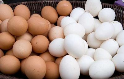 Buy broiler Cobb 500 Fertilized Hatching Chicken Eggs in Taiwan - Taipei Other