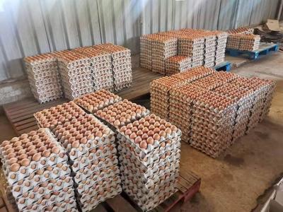 Broiler hatching eggs Ross 308 and Cobb 500 and Chicken Table Eggs fresh - Turkey - Istanbul Other