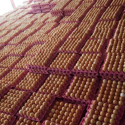 broiler hatching eggs cobb 500 and cobb 700 and ross 308  importer in UAE  - Ajman Other