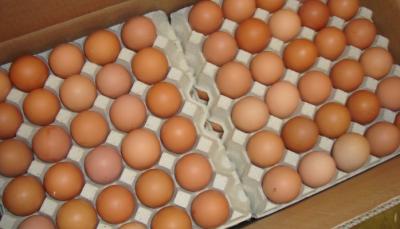 broiler hatching eggs cobb 500 and cobb 700 and ross 308  importer in UAE  - Ajman Other