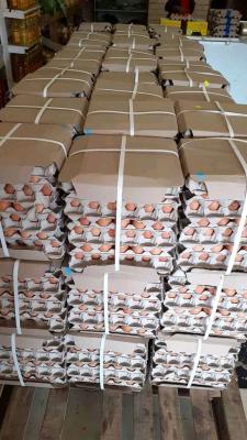 Broiler fertilized chicken eggs for sale | Hong Kong - Sai Kung Other