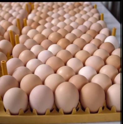 Broiler fertilized chicken eggs for sale | Hong Kong - Sai Kung Other