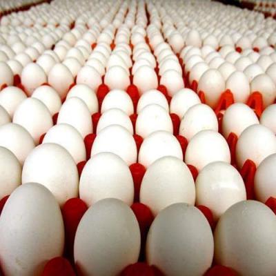 Fresh White checken Eggs, Fresh brown chicken Eggs for sale | Austria - Klagenfurt Other