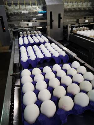 Cobb 500, Chicken Table Eggs Fresh, Broiler Hatching Eggs | Austria - Linz Other
