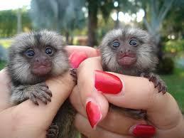 Healthy Marmoset Monkeys for adoption - Cambridge Other