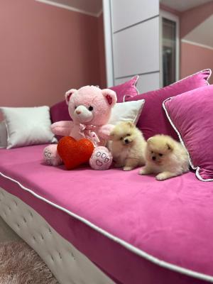 Pomeranian puppies - Vienna Dogs, Puppies