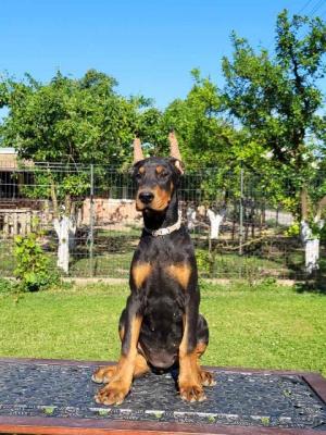 Dobermann-Welpen - Vienna Dogs, Puppies