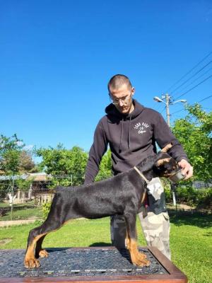 Dobermann-Welpen - Vienna Dogs, Puppies