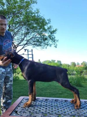 Dobermann-Welpen - Vienna Dogs, Puppies