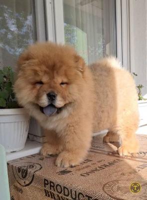 Chow-Chow-Welpen - Vienna Dogs, Puppies