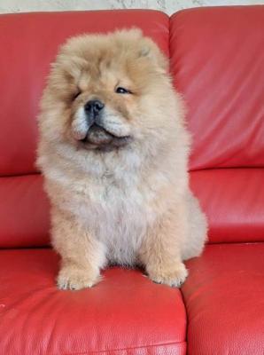 Chow-Chow-Welpen - Vienna Dogs, Puppies