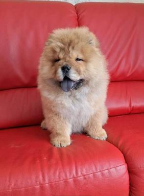 Chow-Chow-Welpen - Vienna Dogs, Puppies