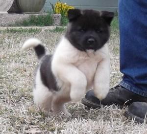 lovely akita ready for sale.Whatsap : +351924685560  - Berlin Dogs, Puppies