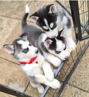  Adorable Siberian Husky Puppies for sale.Whatsap : +351924685560 