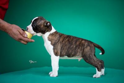 American Staffordshire Terrier - Vienna Dogs, Puppies