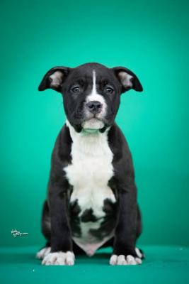 American Staffordshire Terrier - Vienna Dogs, Puppies