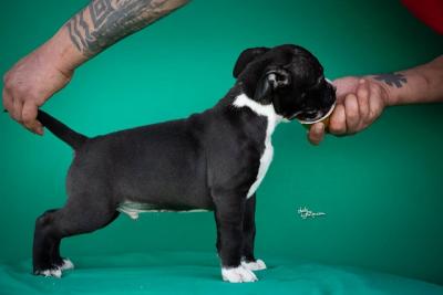 American Staffordshire Terrier - Vienna Dogs, Puppies