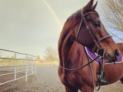 Pasture Boarding