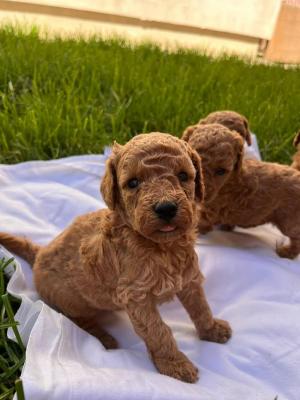 Toy poodle - Vienna Dogs, Puppies