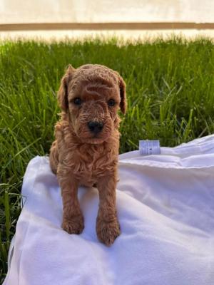 Toy poodle - Vienna Dogs, Puppies