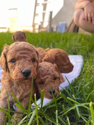 Toy poodle - Vienna Dogs, Puppies