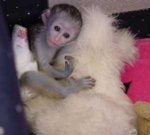 .....Smart outstanding baby Capuchin monkeys for sale.. - Basel Animal, Pet Services