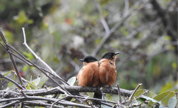 Birding In Chopta| Bird Photography In Uttarakghand		