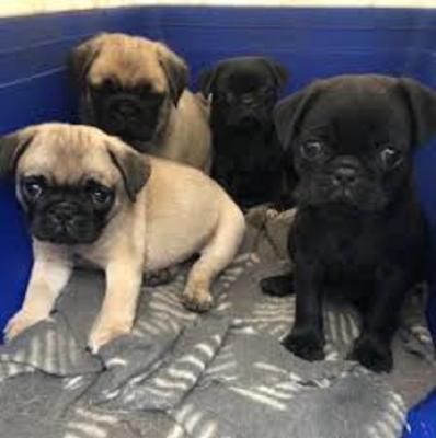 Pug puppies FOR SALE - Windsor Dogs, Puppies