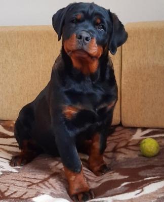 Rottweiler puppies - Vienna Dogs, Puppies