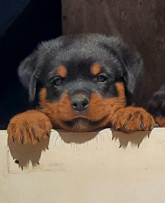 Rottweiler puppies - Vienna Dogs, Puppies