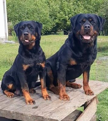 Rottweiler puppies - Vienna Dogs, Puppies