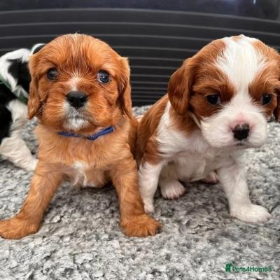 Adorable Cocker Spaniel Puppies Available for sale.Whatsap : +351924685560  - Bristol Dogs, Puppies