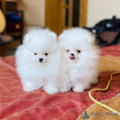 Charming Pomeranian Puppies for Sale.Whatsap : +351924685560  - Edinburgh Dogs, Puppies