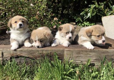 Pembroke Welsh Corgi puppies.Whatsap : +351924685560  - Bournemouth Dogs, Puppies