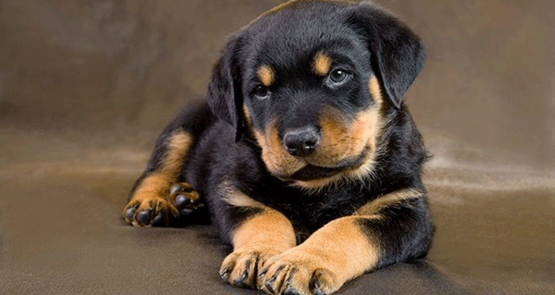 Unleash the Love: Happy and Healthy Rottweiler Puppy Ready to Play
