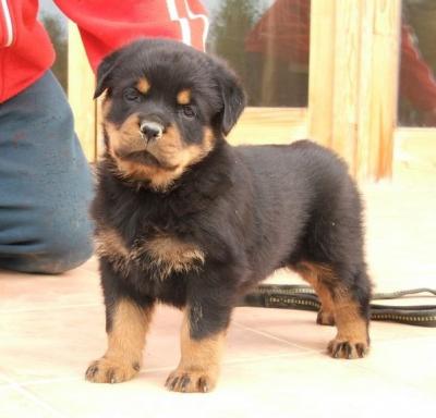 Strength, Beauty, and Brains: Healthy Rottweiler Pup for Sale - Austin Dogs, Puppies