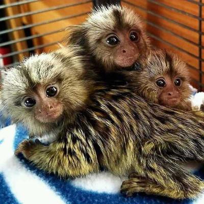 Finger Marmoset Monkeys for sale..WHATSAPP : +351 924 685 560 - Singapore Region Livestock