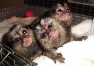   Amazing Marmoset Monkeys for Sale.WHATSAPP : +351 924 68 5560 - Madrid Animal, Pet Services