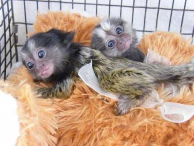 Marmoset Monkeys Available.WHATSAPP : +351 924 68 5560 - Dubai Animal, Pet Services