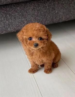 Toy Poodle Puppy.Whatsap : +351924685560 