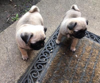 PUG Puppies For Sale ..Whatsap : +351924685560  - Madrid Dogs, Puppies