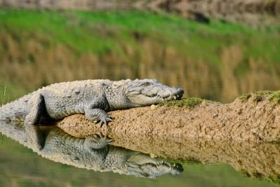 Chambal Wildlife Safari Booking | Birdwatching In Chambal River		