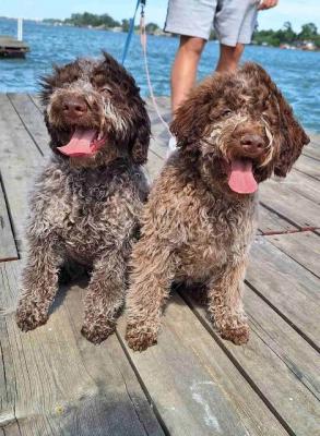 Lagotto Romagnolo Welpen - Vienna Dogs, Puppies