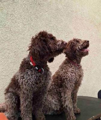 Lagotto Romagnolo Welpen - Vienna Dogs, Puppies